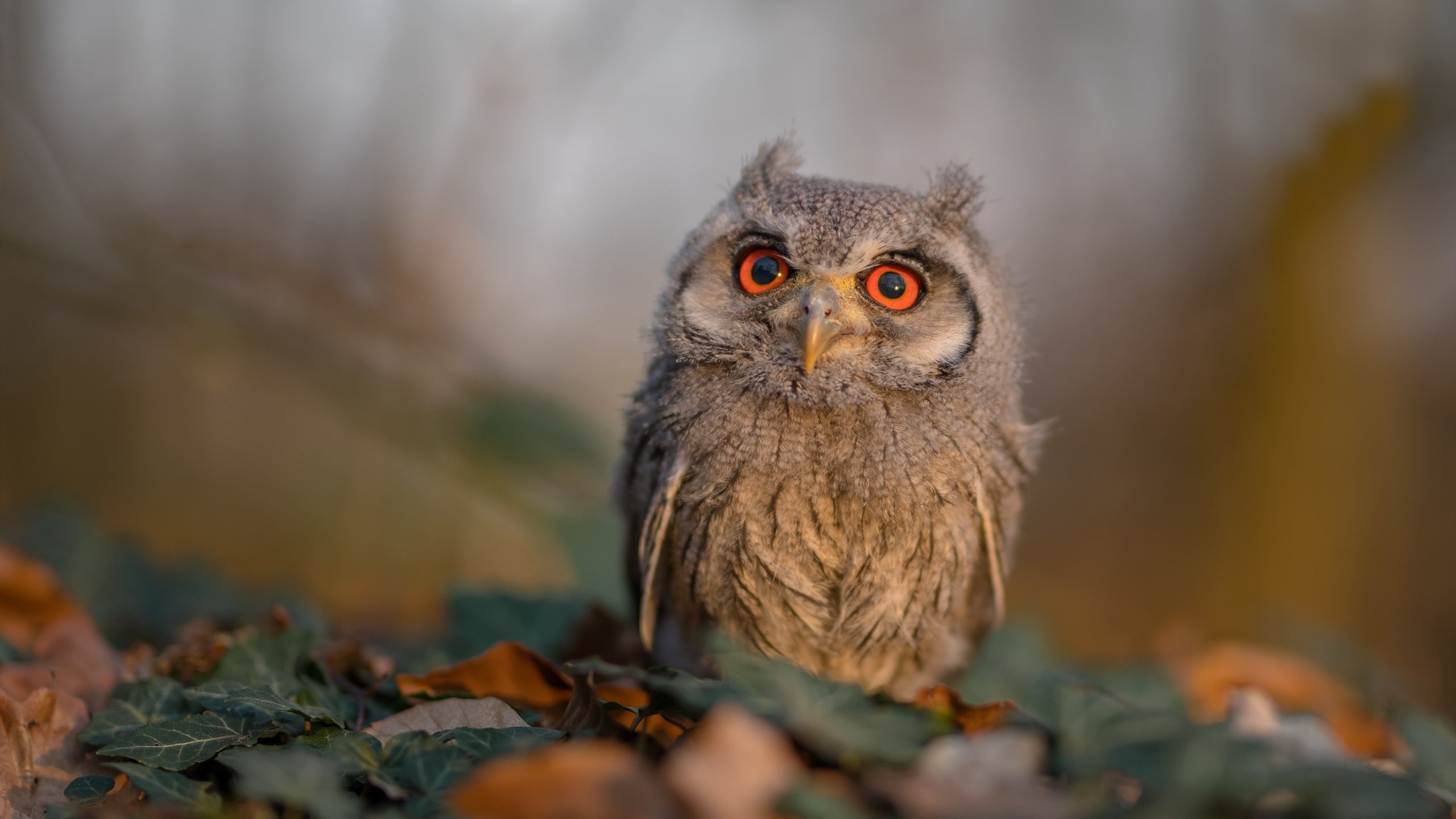 李恩:全黑队中场的“战术大师”,无论是防守还是进攻都游刃有余